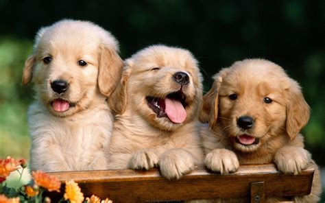 dog hd|Dog Wallpapers: Free HD Download [500+ HQ] .